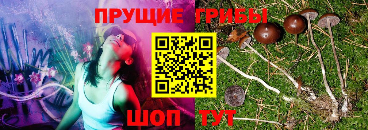 Галлюциногенные грибы Psilocybine cubensis Бугуруслан